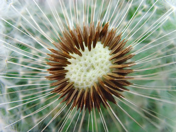 Close-up of dandelion on plant