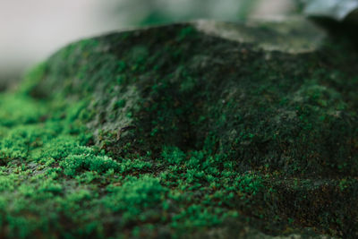 Close-up of moss on rock