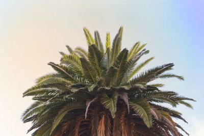 Low angle view of palm tree against clear sky