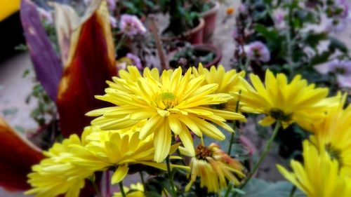 Close-up of yellow flowers blooming outdoors