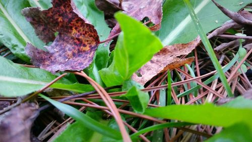 Close-up of leaves