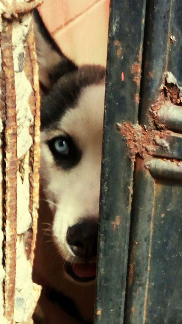 PORTRAIT OF DOG ON METAL