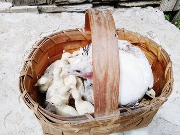 High angle view of bird in basket