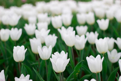 Close-up of white crocus flowers blooming in field