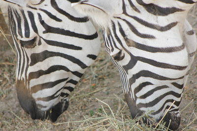 Zebras on field