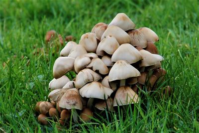 Close-up of mushrooms growing on field