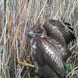 Close-up of bird perching on plant in field