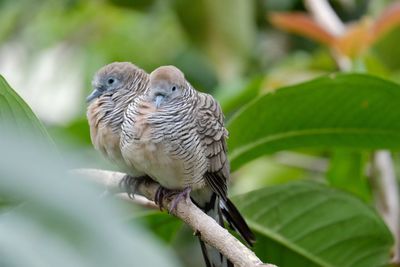 Close-up of a bird perching on branch