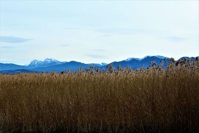 Scenic view of agricultural field against sky