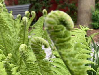 Close-up of fresh green plants in garden