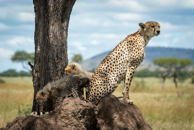 View of two cats on tree trunk