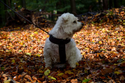Dog standing on ground during autumn