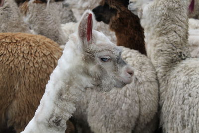 Close-up of sheep in pen