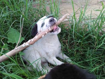 High angle view of dog sitting on field