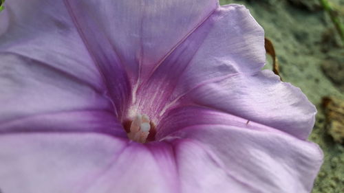 Close-up of flower blooming outdoors