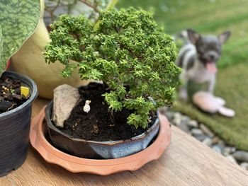 High angle view of small potted plants