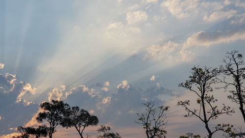 Low angle view of silhouette trees against sky