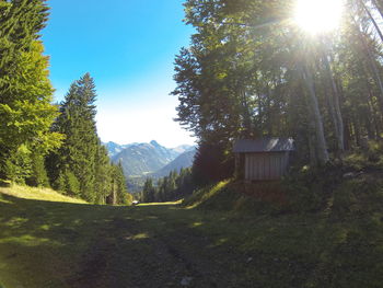 Sun shining through trees