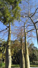 Trees against sky