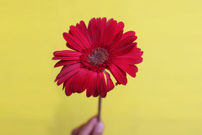 Close-up of red flower