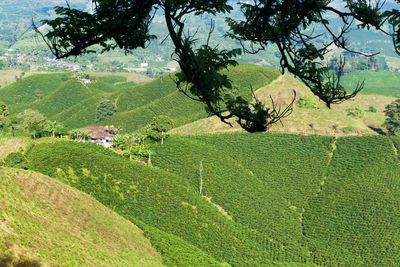 Scenic view of coffee farm on hill