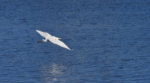 Bird flying over sea