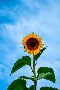 Low angle view of sunflower blooming against sky