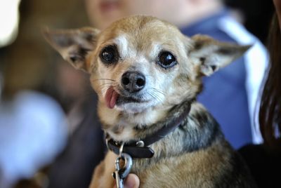 Close-up of dog