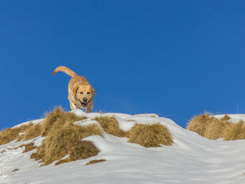 View of a dog on snow covered land