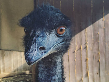 Close-up portrait of a bird