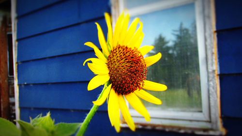 Close-up of sunflower