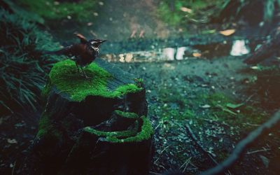 Close-up of bird on tree stump