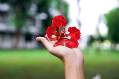 Cropped hand holding red flowering plant