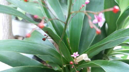 Close-up of flower blooming outdoors