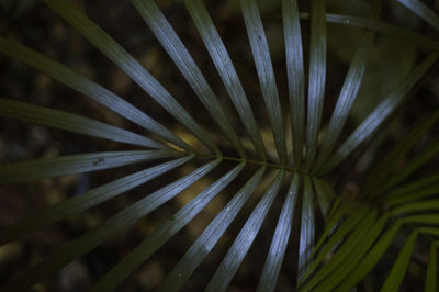 Close-up of palm tree leaves