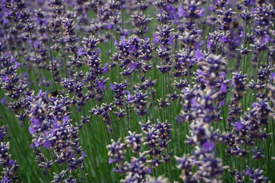 Close-up of lavender flowers blooming outdoors