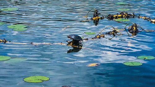 Ducks swimming in lake