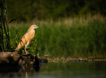 Bird perching on riverbank
