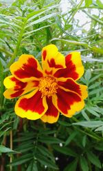 Close-up of orange flowers blooming outdoors