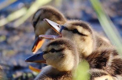 Close-up of a young duckling