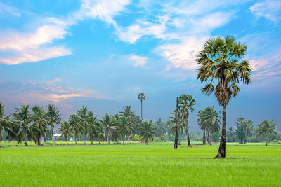 Palm trees on field against sky