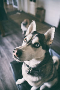 Close-up of dog looking away