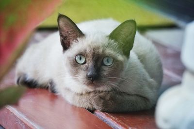 Portrait of cat relaxing on floor