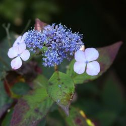 Close-up of purple flowers