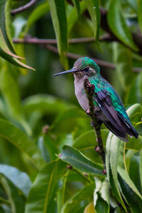 Close-up of a bird perching on branch