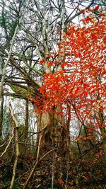 Autumn leaves on tree