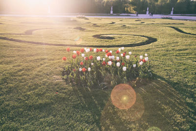 Scenic view of flowering plants on land