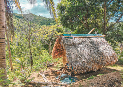 Plants hanging on tree in forest