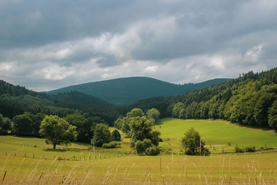 Scenic view of trees on field against sky