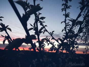 Close-up of silhouette plants against sunset sky